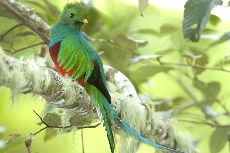 Quetzal in San Gerardo de Dota, Costa Rica